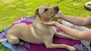Animal Communication
